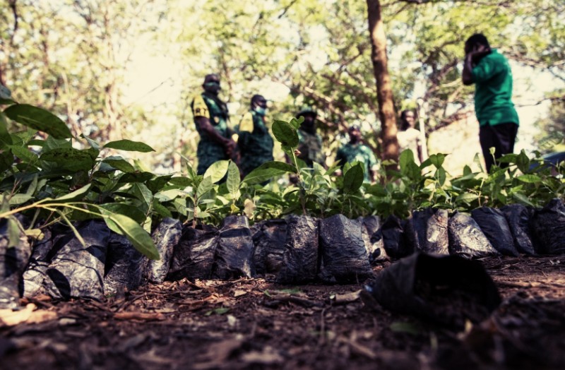 Ghanaians plant 5m trees to fight forest depletion